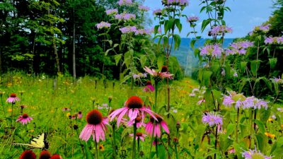 Supporting State Game Lands Before, During and After Pipeline Construction