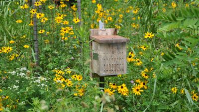 Bee Boxes on PA State Game Lands Prove Successful for Native Species
