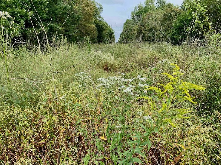 Corkwood shrub successfully 