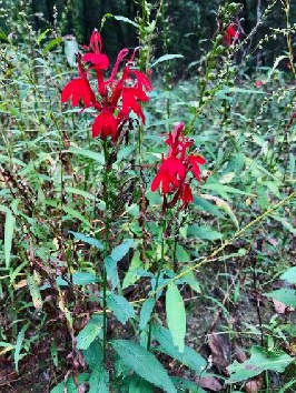 Desirable cardinal flowers appeared